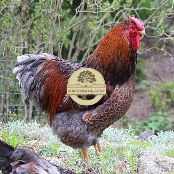 

Telur ayam bantam chocin / telur ayam hias / telur fertil siap kirim KURNIA PRATAMA GROUP