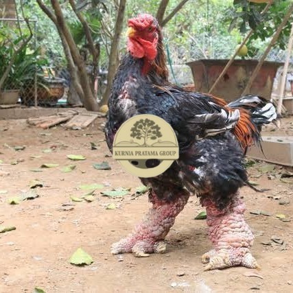 

Telur ayam dong tao / telur ayam hias / telur fertil siap kirim KURNIA PRATAMA GROUP