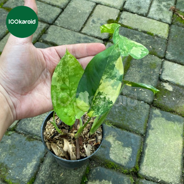 Tanaman Hias Syngonium Chiapense Variegata / Syngonium Chiapense Varigata