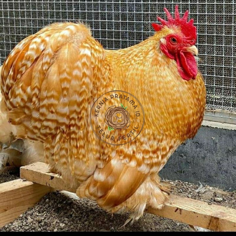 

TELUR AYAM BANTAM CHOCIN UNTUK DI TETASKAN KURNIA PRATAMA ID