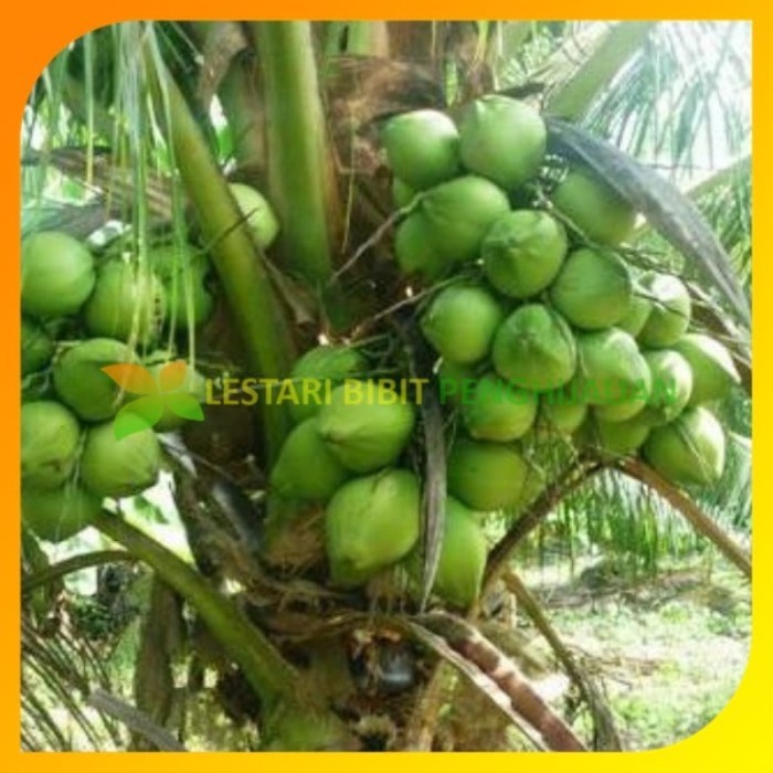 Bibit kelapa kopyor hijau asli