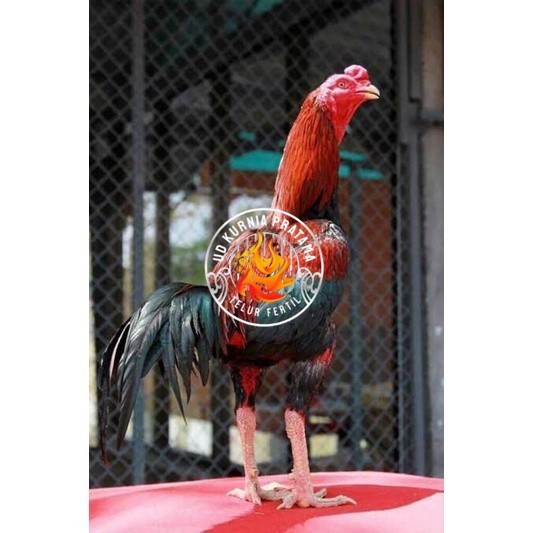 

TELUR RAJA SAIGON FRESH FERTIL UD KURNIA PRATAMA