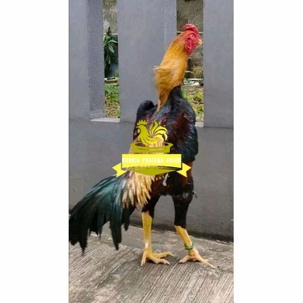 

Telur ayam bangkok shamo taiwan / ayam petarung aduan siap ditetaskan KURNIA PRATAMA ABADI