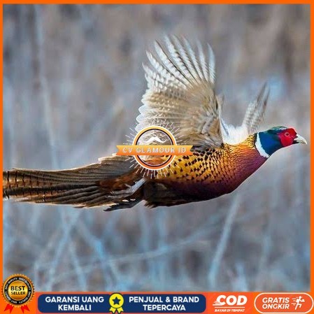 

Telur ayam ringneck pheasant green / telur ayam hias fertil siap cod CV GLAMOUR ID