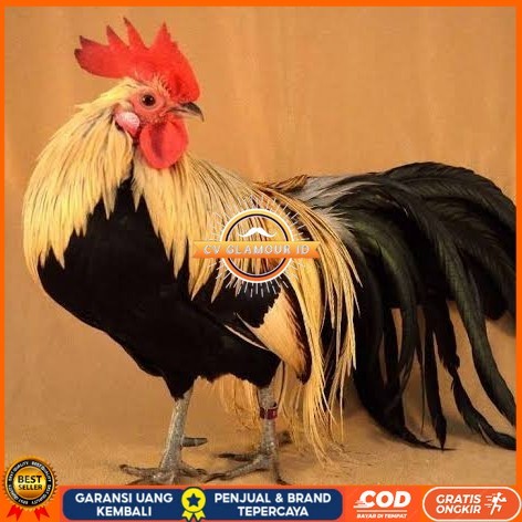 

Telur ayam phoenix onagadori / telur ayam hias fertil siap tetas CV GLAMOUR ID