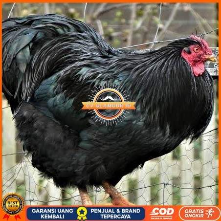 

Telur ayam black australorp / telur ayam hias / telur fertil siap cod CV GLAMOUR ID