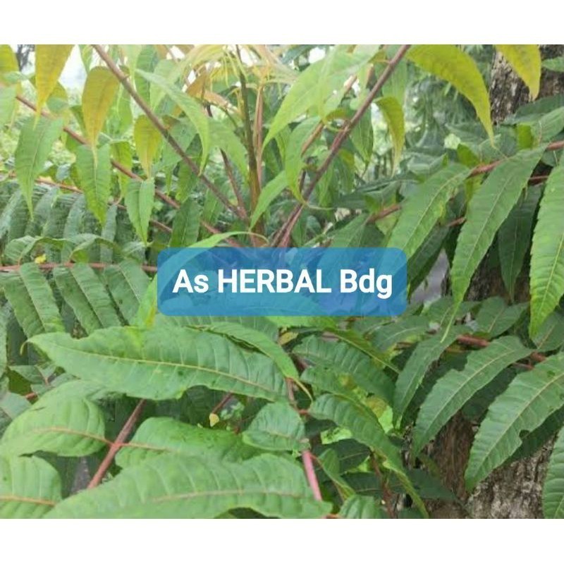 

OHI Paket 250 gram daun suren daun surian segar langsung petik Promo Terbaik Terlaris Termurah