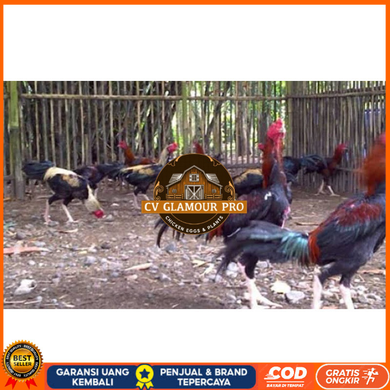 

TELUR FERTIL AYAM BK X AKA UNTUK DI TETASKAN CV GLAMOUR PRO