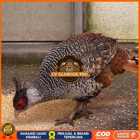 

Telur ayan hias ringneck cheer pheasant fertil bisa ditetaskan CV GLAMOUR PRO