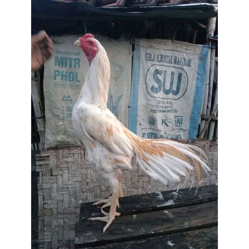 

TELUR FERTIL PLUCKER PAKOY ISTIMEWA UD NAFII FARM ID