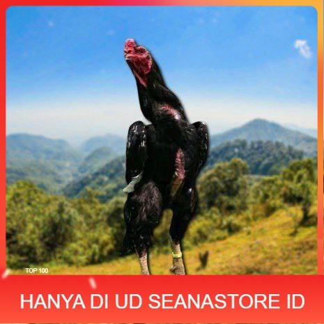 

telur ayam cos shamo ori bisa untuk di tetaskan UD SEANASTORE ID