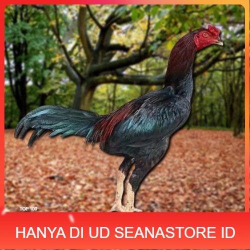 

Telur Ayam Pakhoy Vertil Siap Di Tetaskan Jaminan Super Oiginal Bergaransi UD SEANASTORE ID
