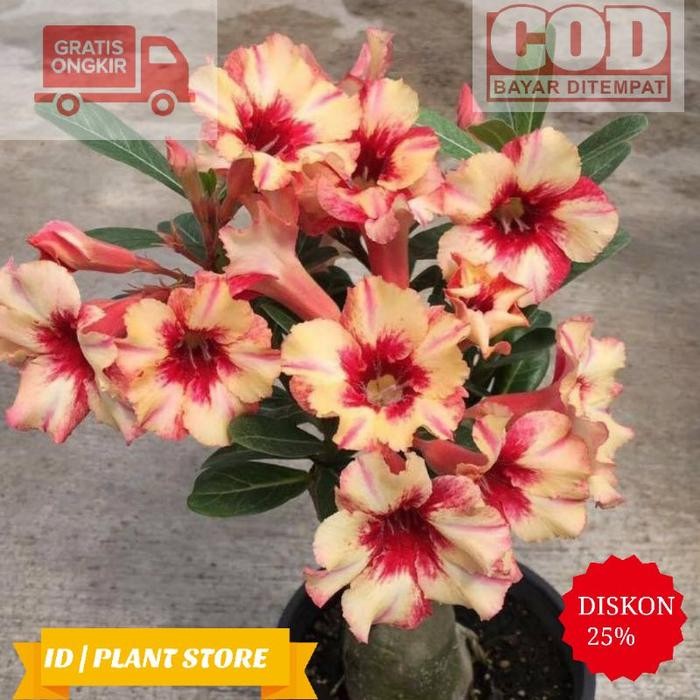 COD Adenium bunga tumpuk-kamboja jepang adenium-benih bunga-tanaman
