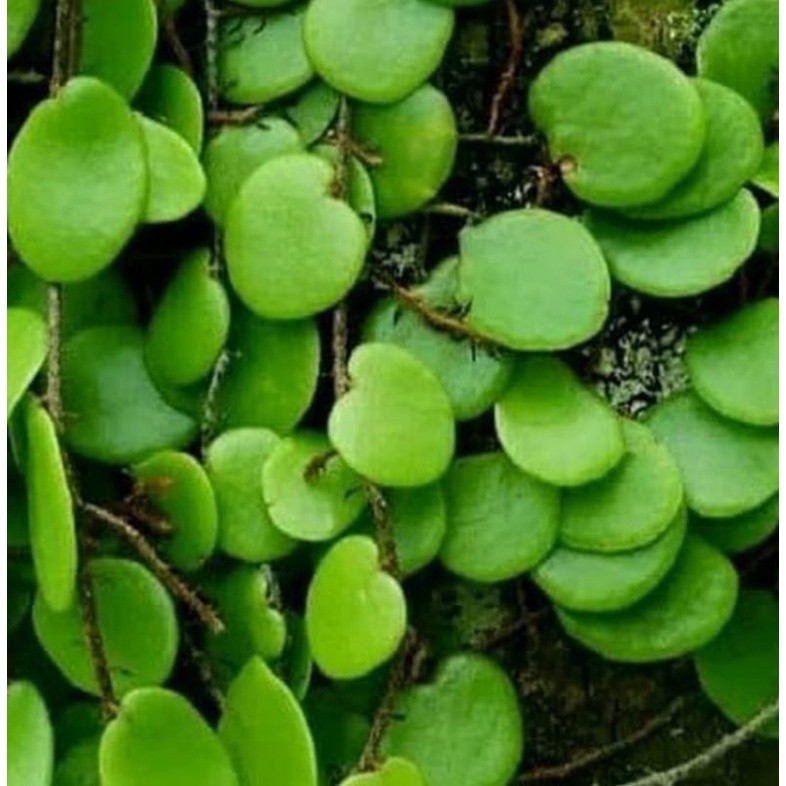 

Daun sisik naga segar herbal 200gran terbaik