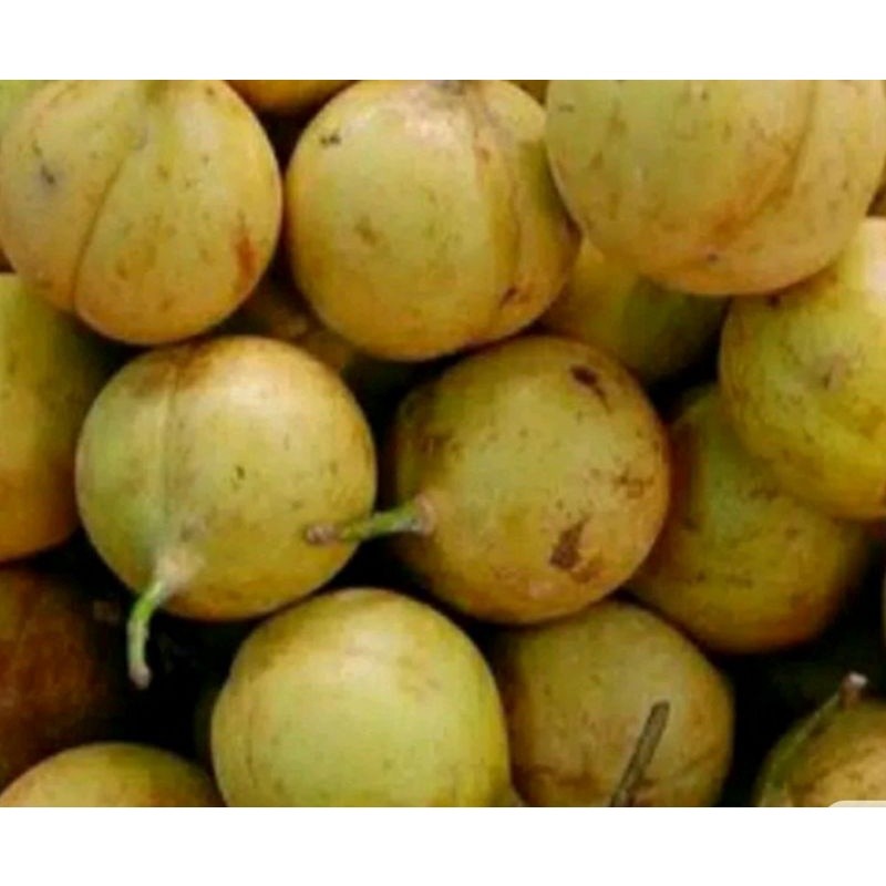 

buah pala segar 500gram utuh