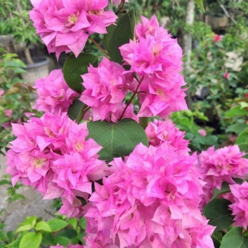 Tanaman Bunga Bougenville Hawai Tumpuk (Pink Fanta) / Bunga Kertas Tumpuk / Bugenvil Hawai Ori