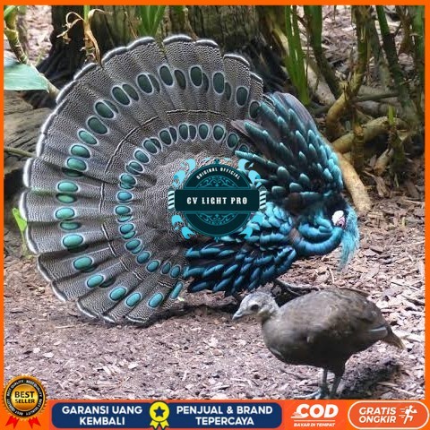 

Telur ayam hias ringneck palawan pheasant fertil siap ditetaskan Langsung CV LIGHT PRO