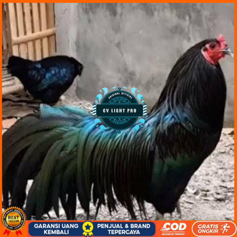 

TELUR FERTIL AYAM BLACK SUMATRA UNTUK DI TETASKAN CV LIGHT PRO