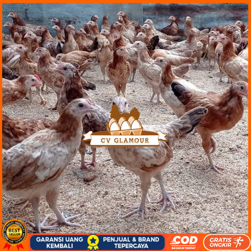 

TELUR FERTIL AYAM ELBA PETELUR HANDAL INDUKAN TERSELEKSI UNTUK DITETASKAN CV GLAMOUR