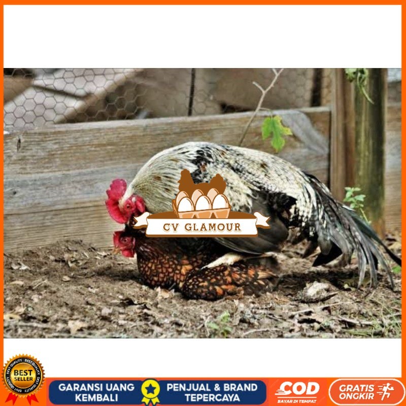 

TELUR AYAM AK LAYER PETELUR UNTUK DI TETASKAN CV GLAMOUR