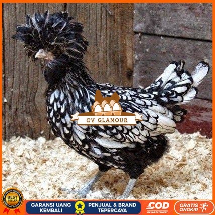

telur ayam poland hias fertil asli siap ditetaskan - ayam polan CV GLAMOUR