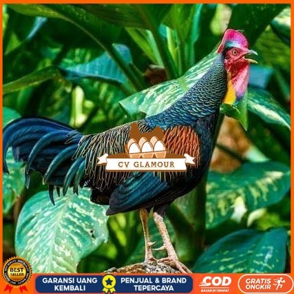 

Telur ayam hutan x jawa bekisar siap ditetaskan CV GLAMOUR