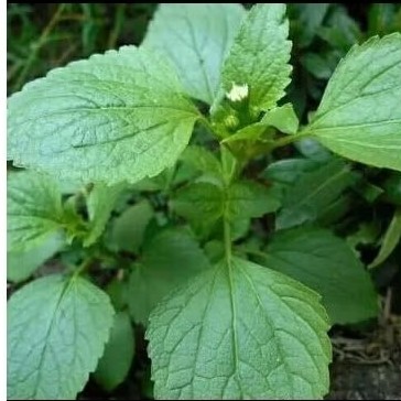 

. "Daun Babadotan Asli. 500 gram. Obat Tradisional Alami, fres