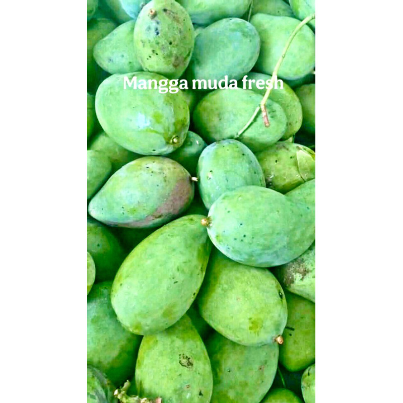 

READY Mangga Muda 1 KG Fresh Baru Petik Langsung Di Kirim Termurah