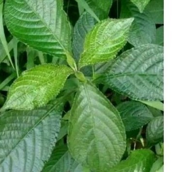 

daun kiji bling sgar 350 gr daun herbal ready