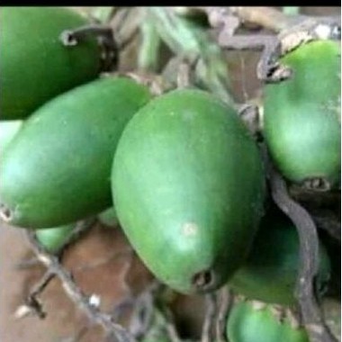 

Buah pinang muda sgar 1000 gr buah jambe ready