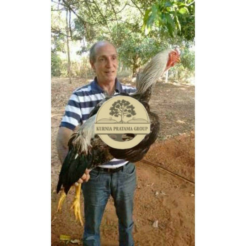 

TELUR AYAM GOWA / GORILA JAWA SUPER UNTUK DI TETASKAN KURNIA PRATAMA GROUP