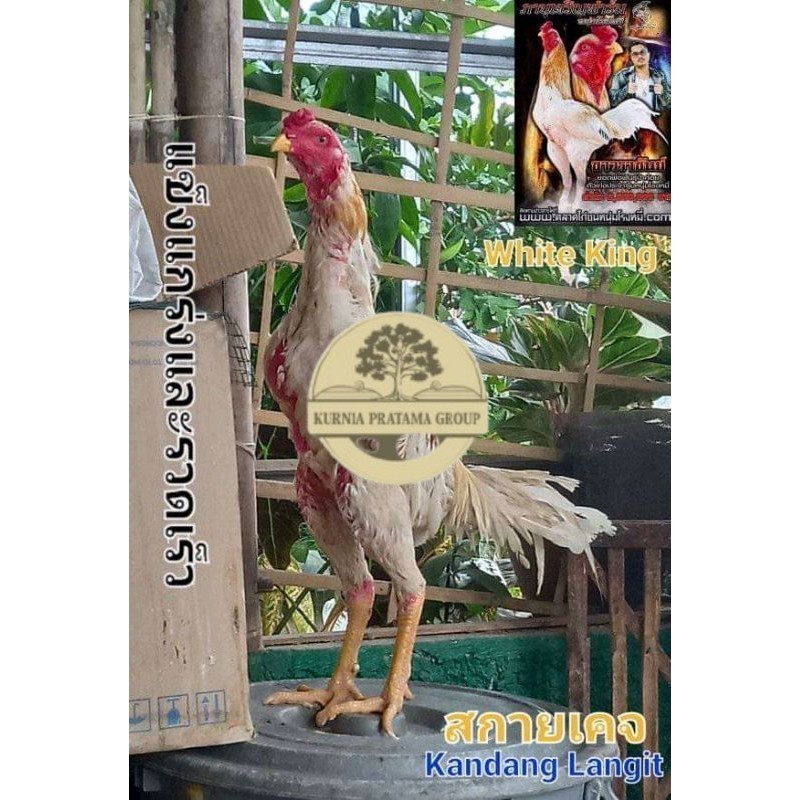 

COD TELUR FERTIL PLUCKER SUPER KURNIA PRATAMA GROUP