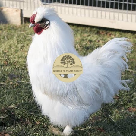 

Telur ayam kapas / telur ayam hias / telur fertil siap tetas KURNIA PRATAMA GROUP