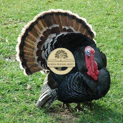 

Telur ayam kalkun jumbo / telur ayam hias / telur fertil siap kirim KURNIA PRATAMA GROUP