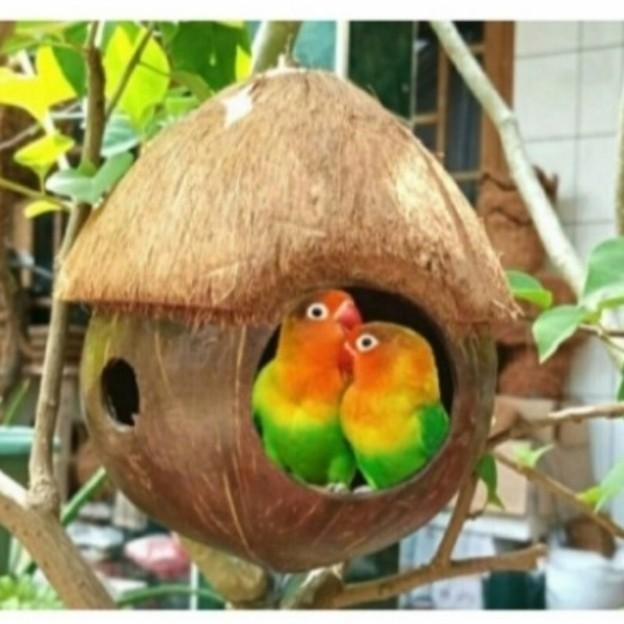 Glodok tempurung batok kelapa burung lovebird  {Sorvernirshop}