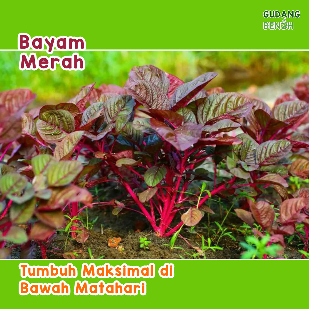 Benih Bayam Merah  Bibit Bayam Unggul  Bibit Sayur Isi 5000 Tahan Hama  Benih Bayam F1