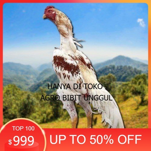 

telur tetas ayam shamo high quality agro.bibit.unggul