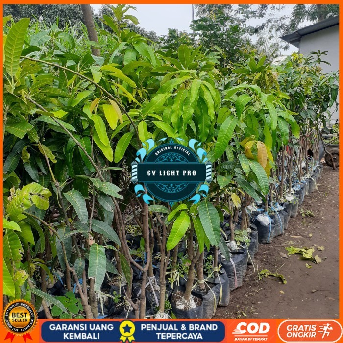 BIBIT TANAMAN BUAH MANGGA TINGGI 1,5 METER JENIS MAHATIR, KIOJAY DLL Bibit Tanaman Super Unggul CV L
