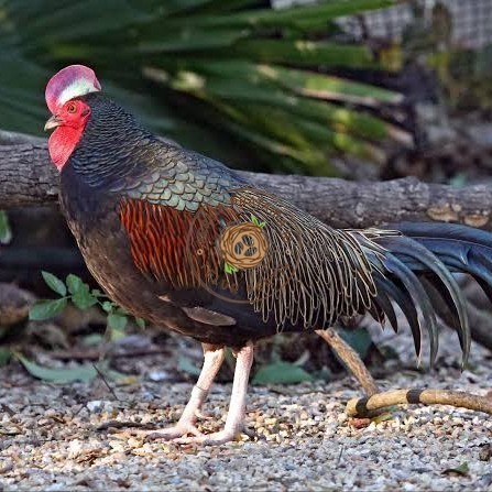 

Telur ayam hutan x jawa / telur ayam hias / telur fertil siap kirim KURNIA PRATAMA ID