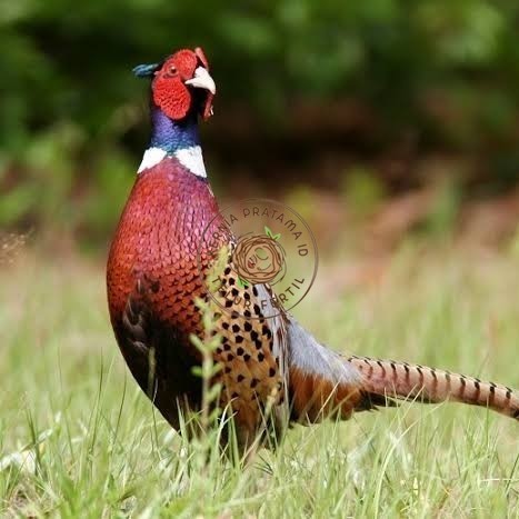 

Telur ayam ringneck pheasant green / telur ayam hias fertil siap tetas KURNIA PRATAMA ID