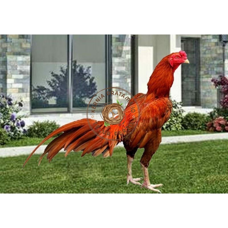 

TELUR AYAM BANGKOK WANGKAS JUMBO UNTUK DI TETASKAN KURNIA PRATAMA ID