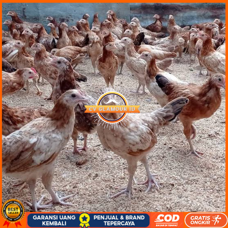 

TELUR FERTIL AYAM ELBA PETELUR HANDAL INDUKAN TERSELEKSI UNTUK DITETASKAN CV GLAMOUR ID