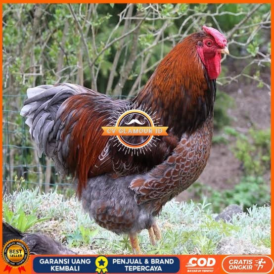 

Telur ayam bantam chocin / telur ayam hias / telur fertil siap kirim CV GLAMOUR ID