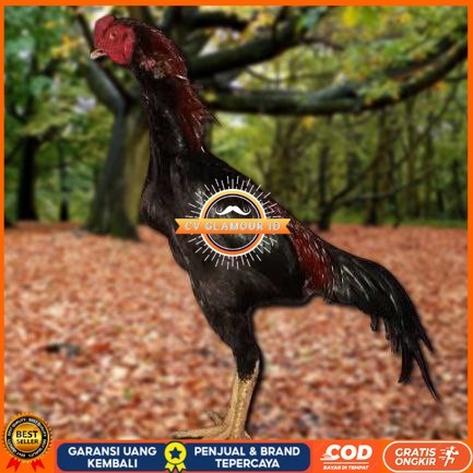 

Telur Ayam Pakhoy White King Vertil Siap Di Tetaskan Jaminan Super Oiginal Bergaransi CV GLAMOUR ID