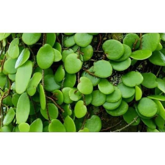 

OHI DAUN HERBAL SISIK NAGA / PICISAN SEGAR 100gr ⠀⠀⠀⠀⠀⠀⠀⠀ KC