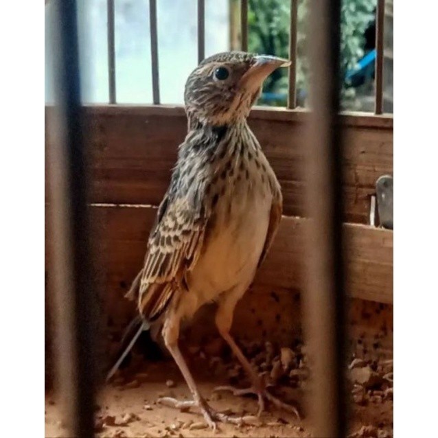 burung branjangan parva jantanCO