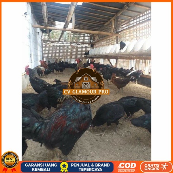 

Telur ayam KUB petelur handal siap ditetaskan - telur ayam kub CV GLAMOUR PRO