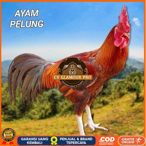 

telur ayam pelung jumbo super untuk di tetaskan CV GLAMOUR PRO