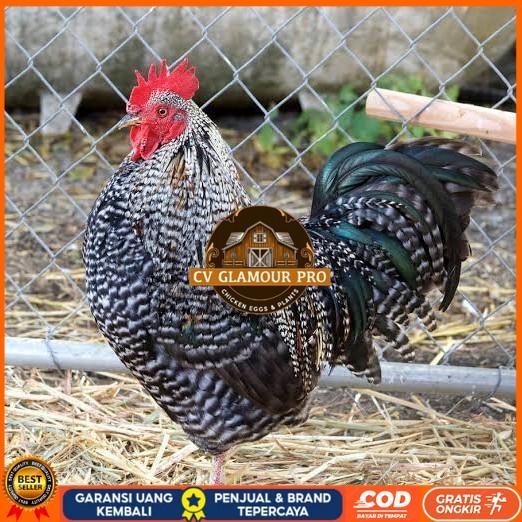 

Telur ayam barred plymouth rock / telur ayam hias fertil siap cod CV GLAMOUR PRO