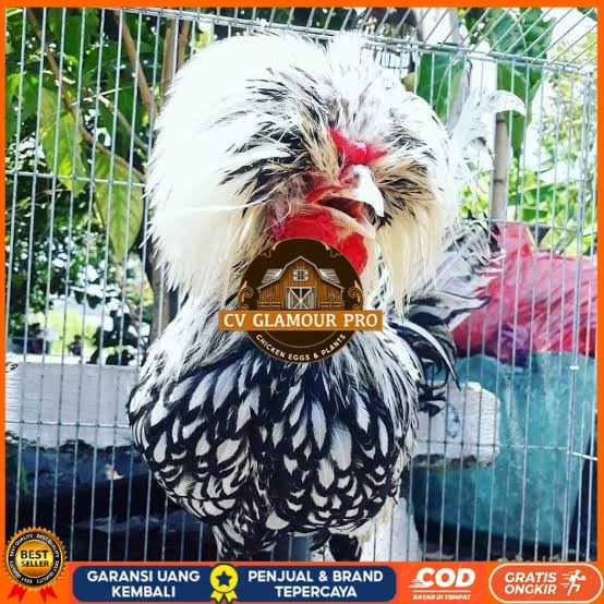 

telur ayam poland hias fertil siap ditetaskan - ayam polan CV GLAMOUR PRO